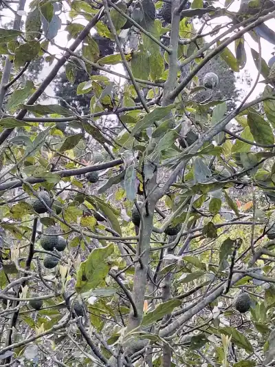 Avokádovník sa dá zameniť s broskyňou