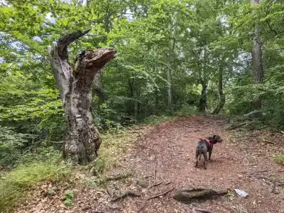Výstup na Hrad Uhrovec