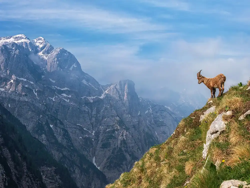 Triglav panorama