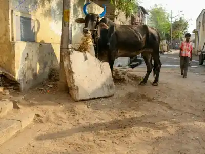 Ulice Tiruvannamalai