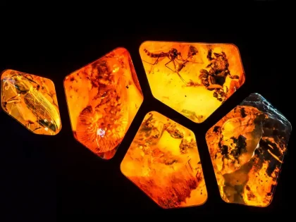 Amber Gdansk