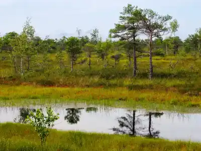 Kemeri Bog