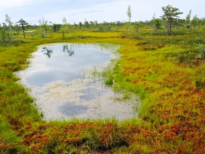 Kemeri bog trail