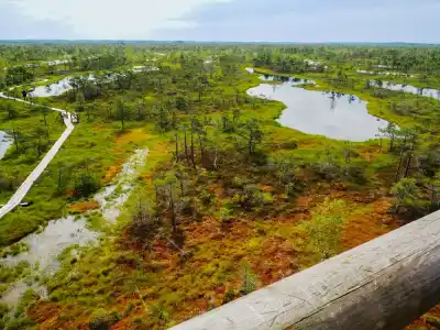 Kemeri Bog
