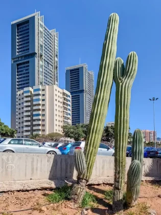 Centrum Santa Cruz