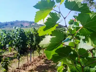 Vinice Neziderské jazero