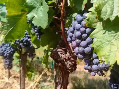 Cyklotrasy Neziderské jazero