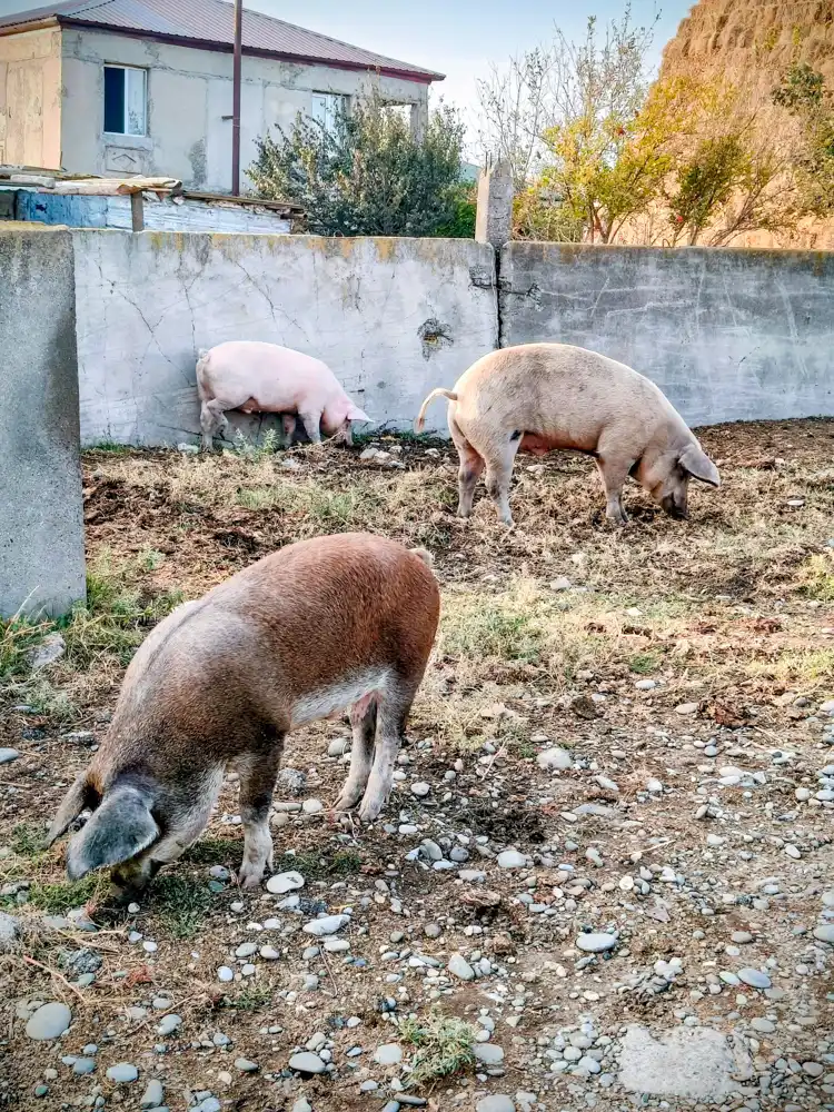 Cesta z Tbilisi