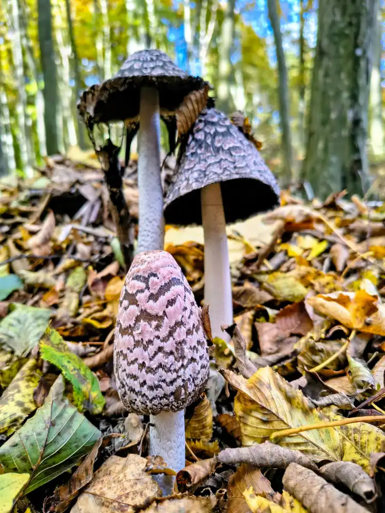 Turistika Malé Karpaty