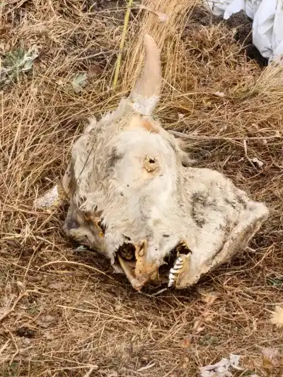 Ortalama Hız Tespiti