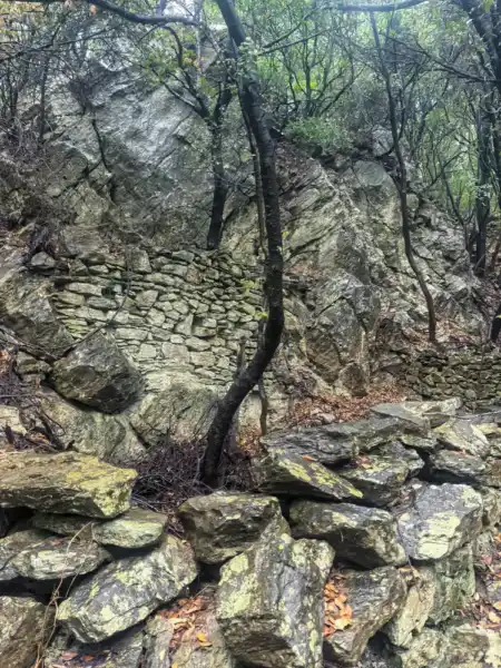 Opustená zarastajúca spomienka