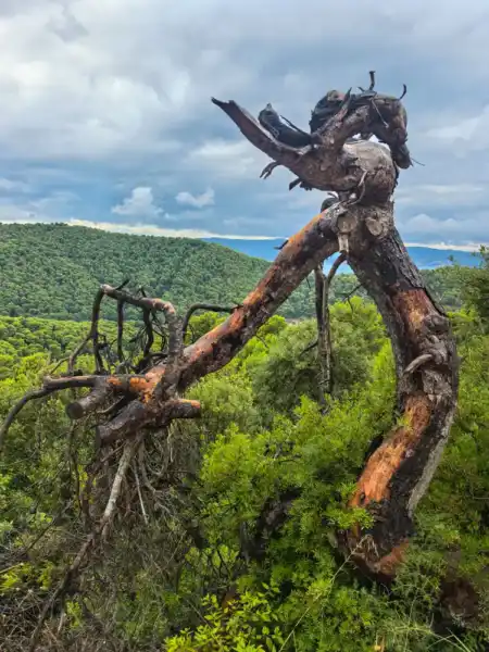 Borovicové lesy Skiathosu