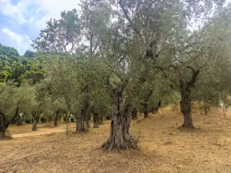 Olive trees
