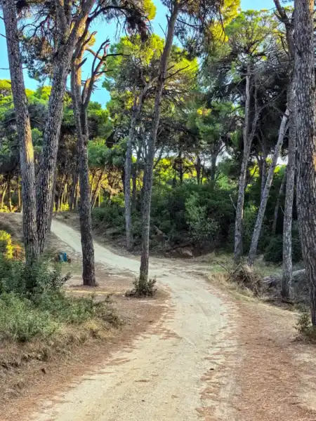 Birivuciví lesy pri Mandraki Beach