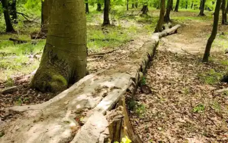 MTB singletrail Baník