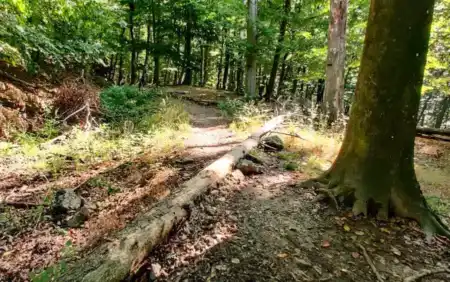 MTB singletrail GuDa