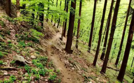 Slalomka MTB singletrail