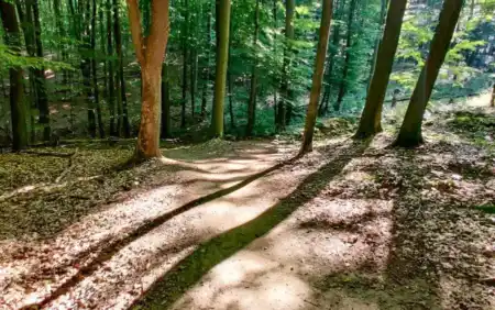 MTB singletrail Svätý Vrch