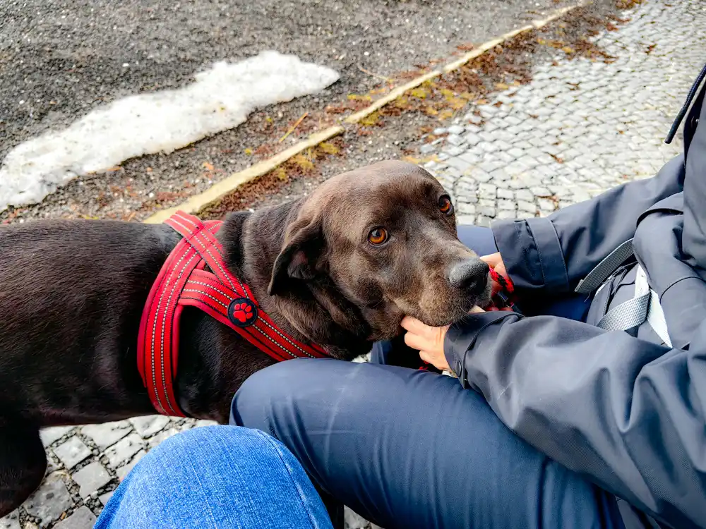 Vysoké Tatry so psom