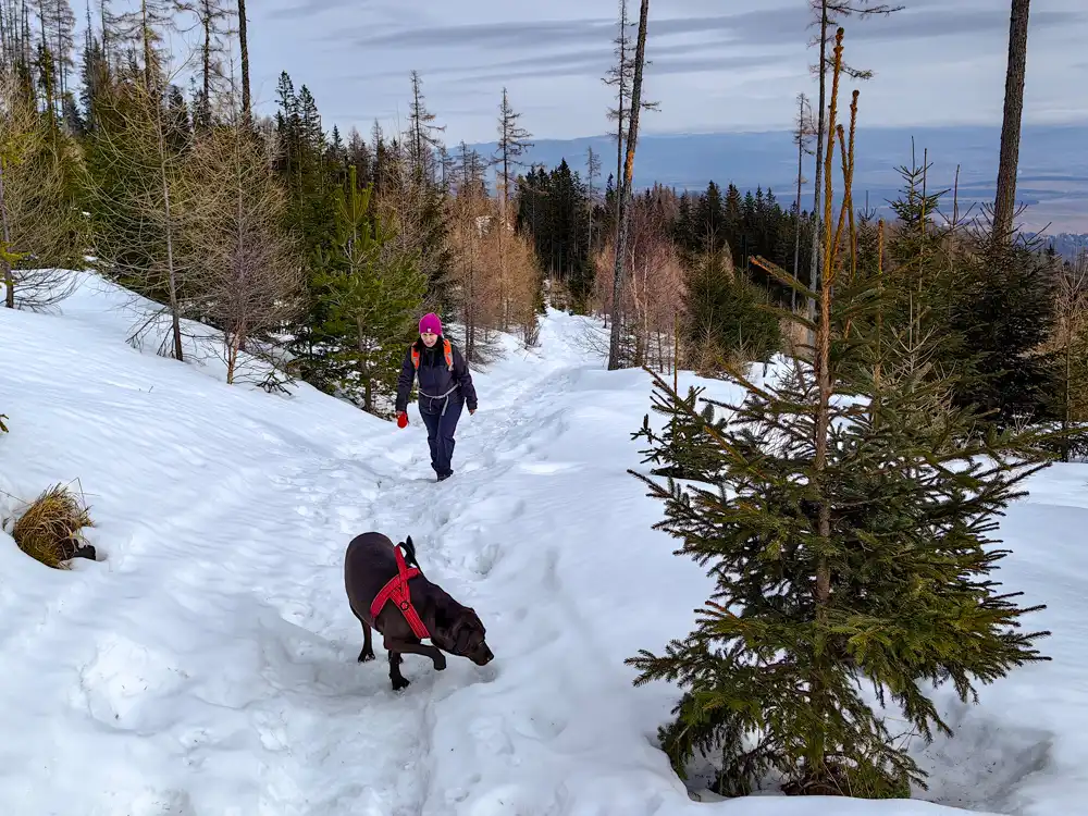 Po zmnej tatranskej magistrále z Hrebbienka na Sliezsky dom so psom