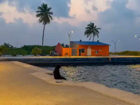 Podvečerný home office