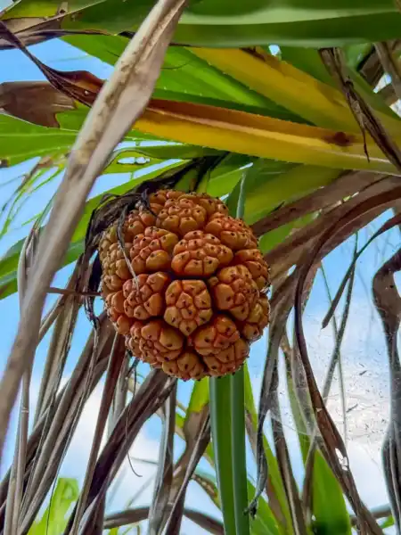 Maledivská kuchyňa