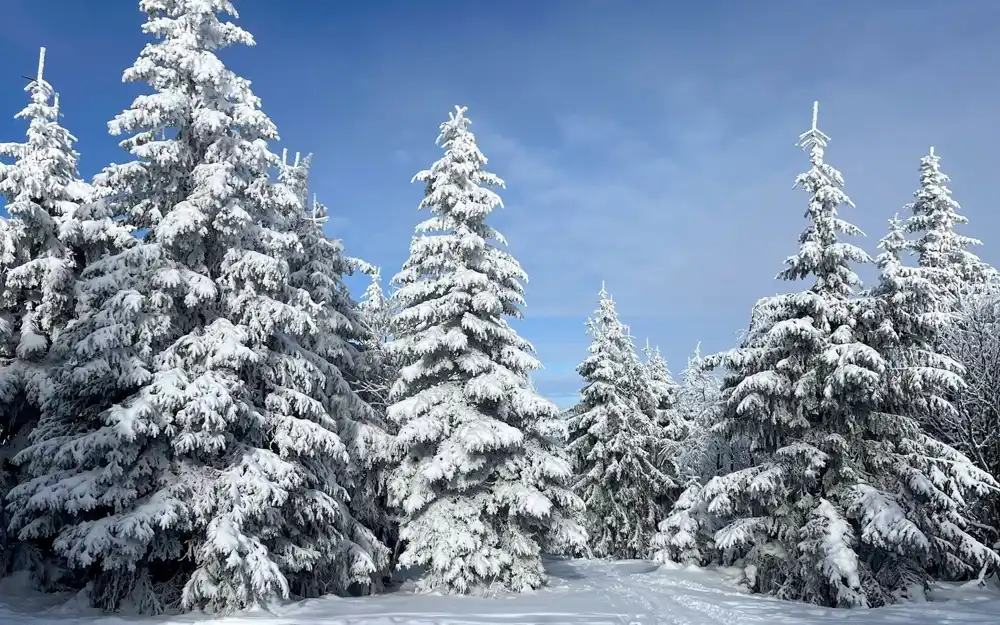 Zimný Minčol so zasneženými stromami