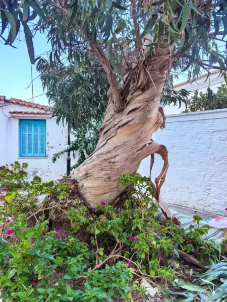 Keď stromy čarujú