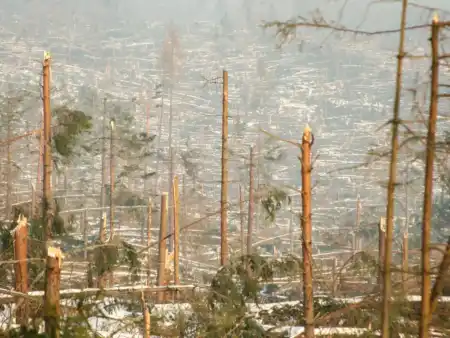 Vylámané stromy ako zápaky