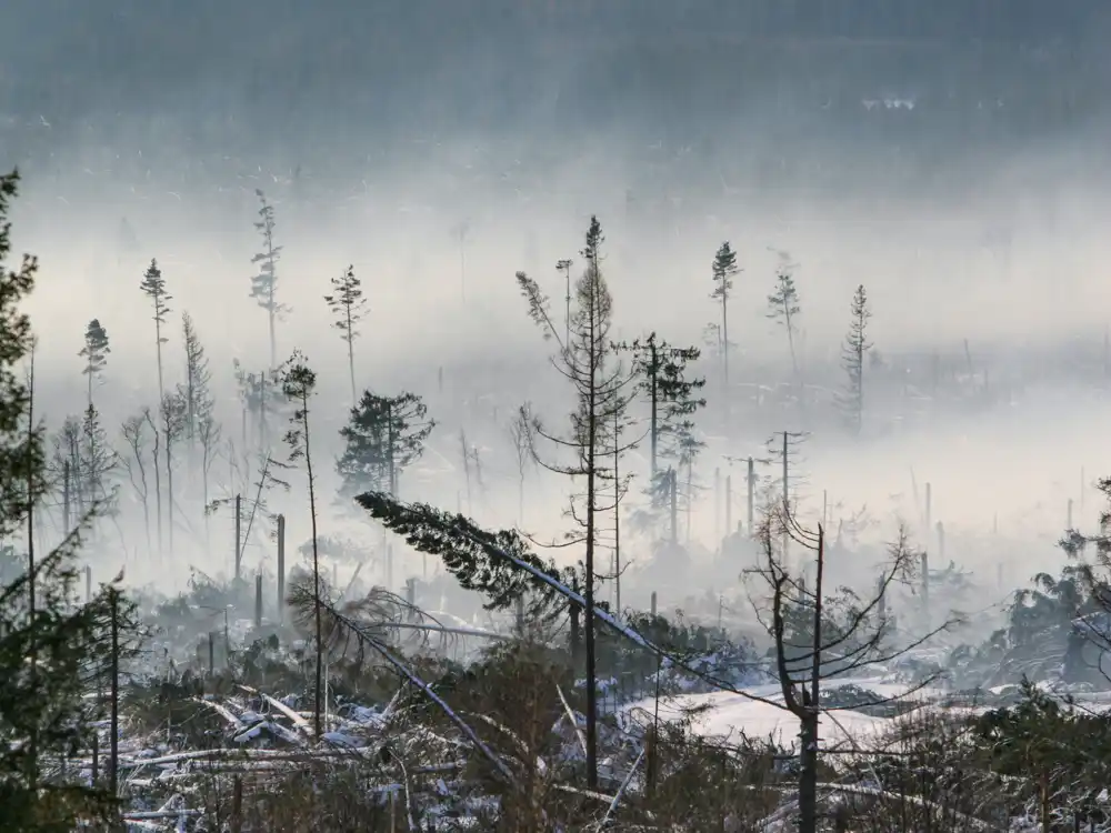 Tatranská kalamita 2004
