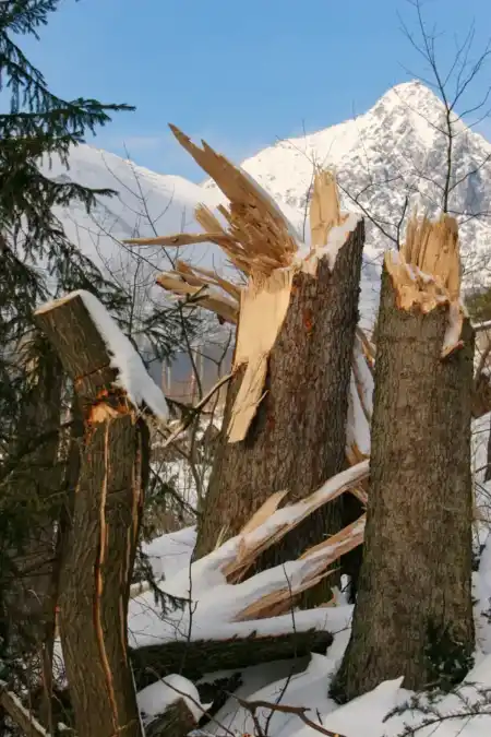 Tatranská kalamita 2004