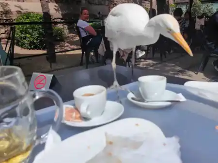 Lakomá čajka v Maritime muzeu Barclona