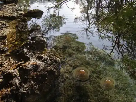 Ostrov Mljet
