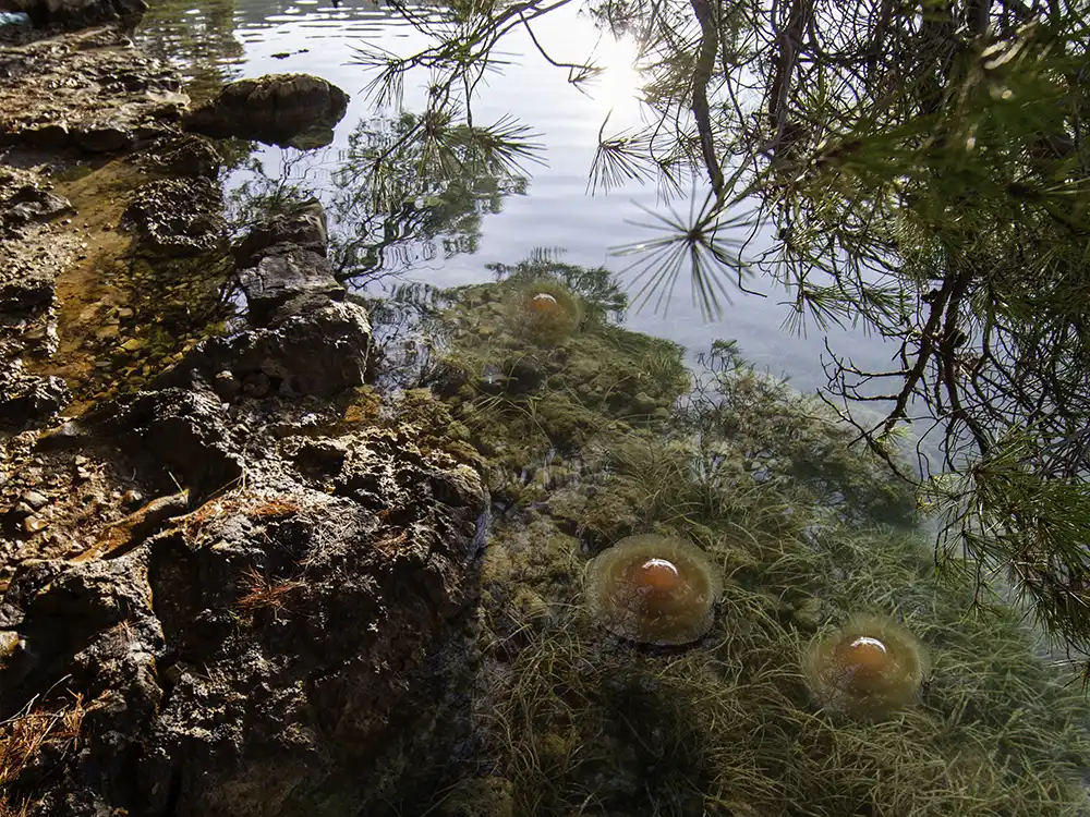 Ostrov Mljet
