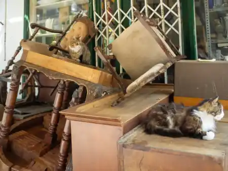 Kizil Adalar Cats
