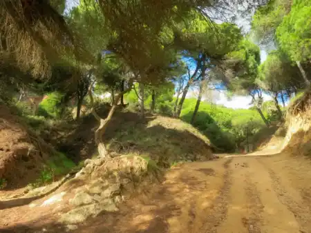 Oura trail