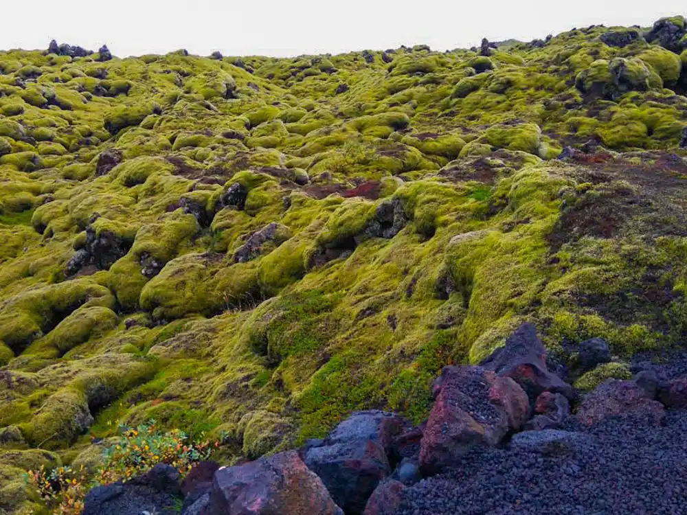 Kirkjubaejarklaustur